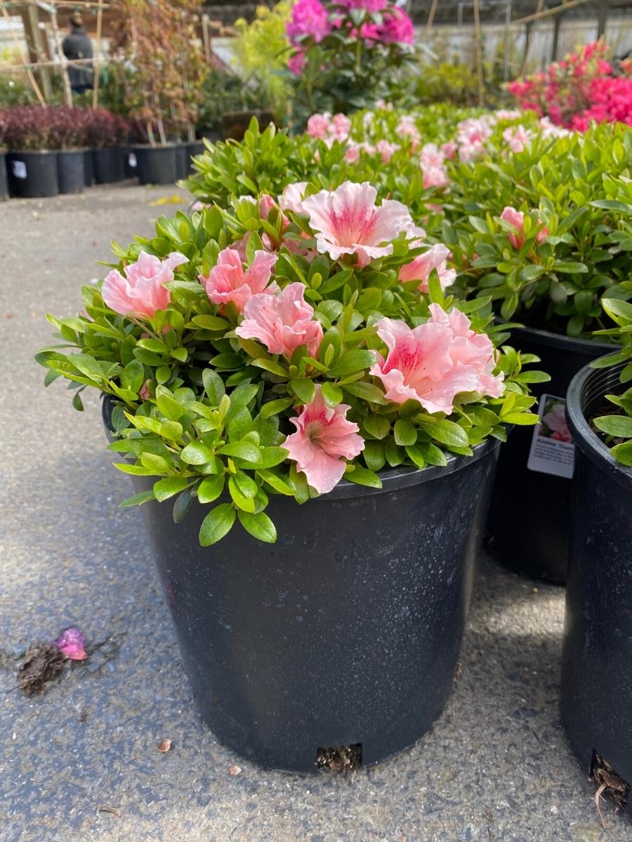 Azalea 'Gumpo Pink'