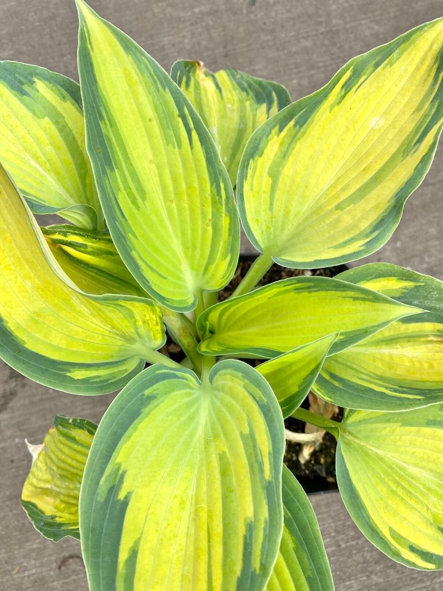 Hosta June