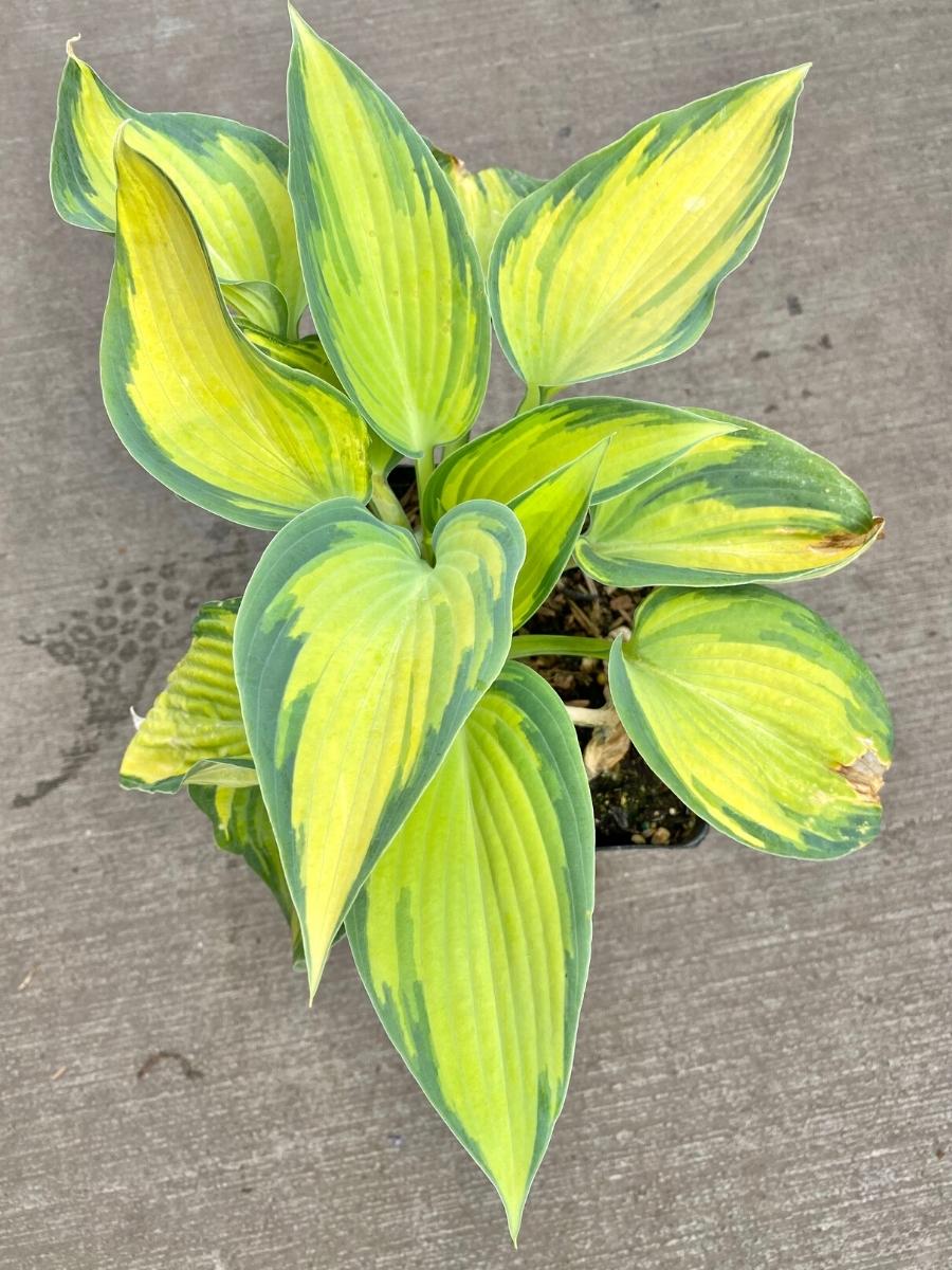 Hosta June