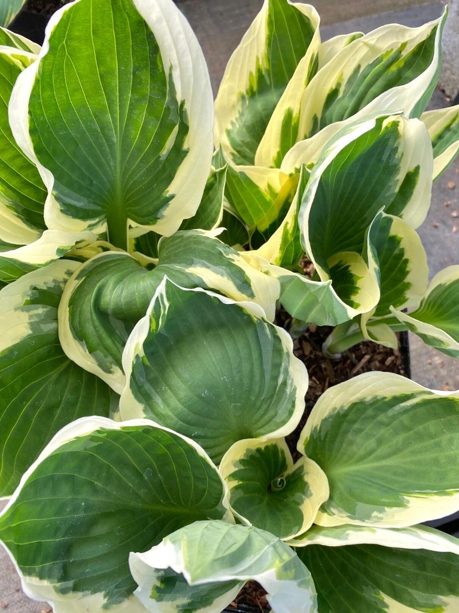 Hosta Patriot