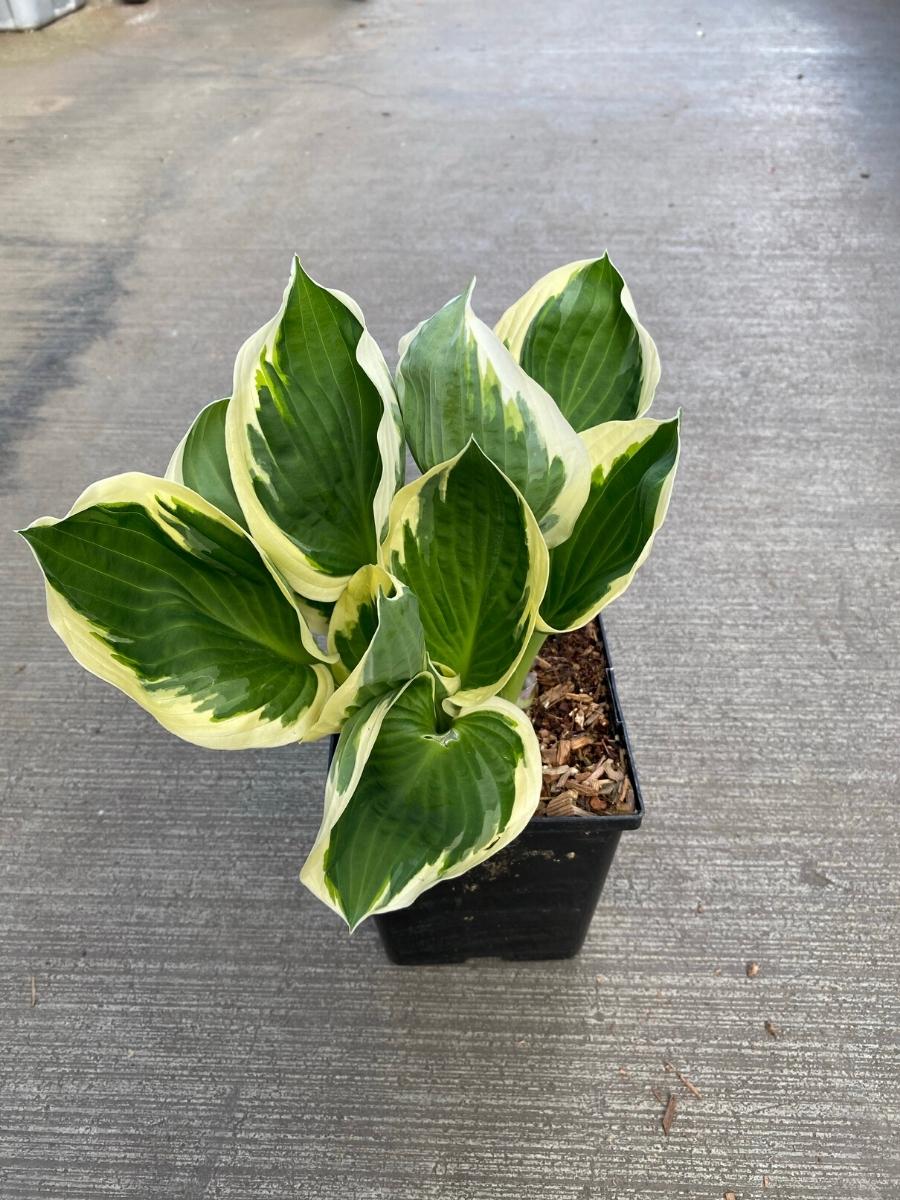 Hosta Patriot