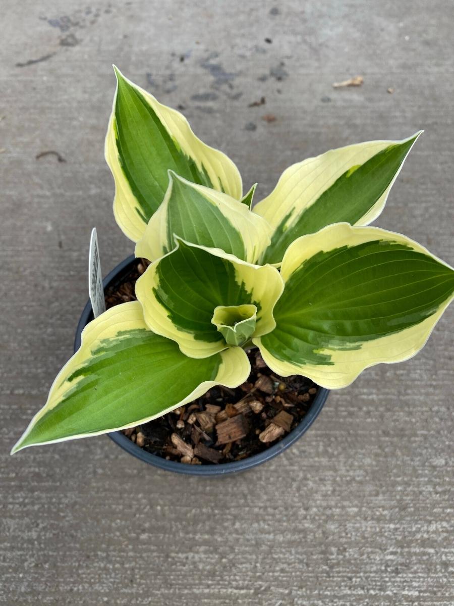 Hosta Patriot