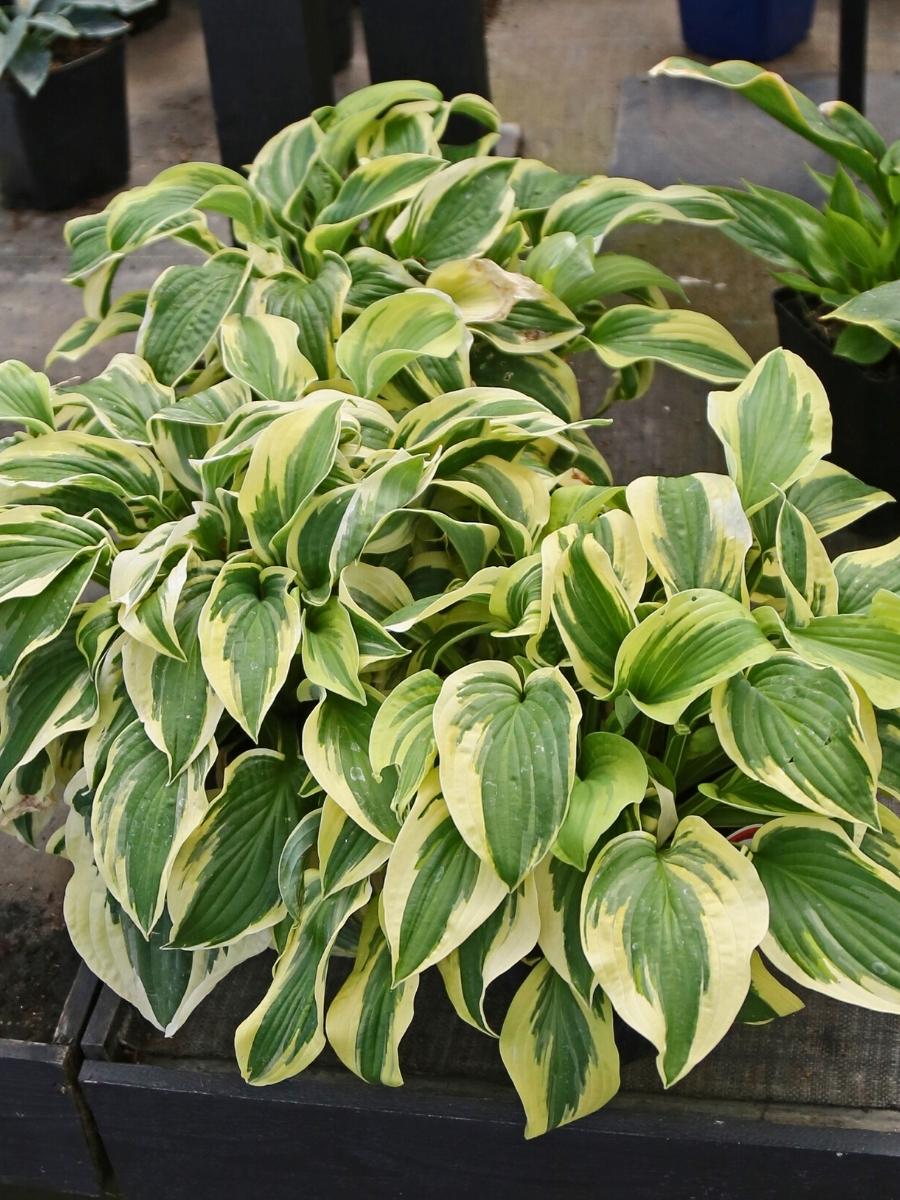 Hosta Wide Brim
