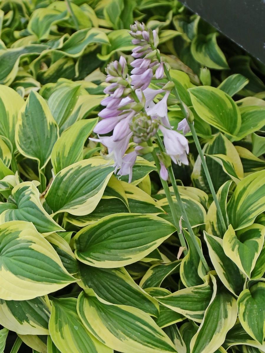 Hosta Wide Brim