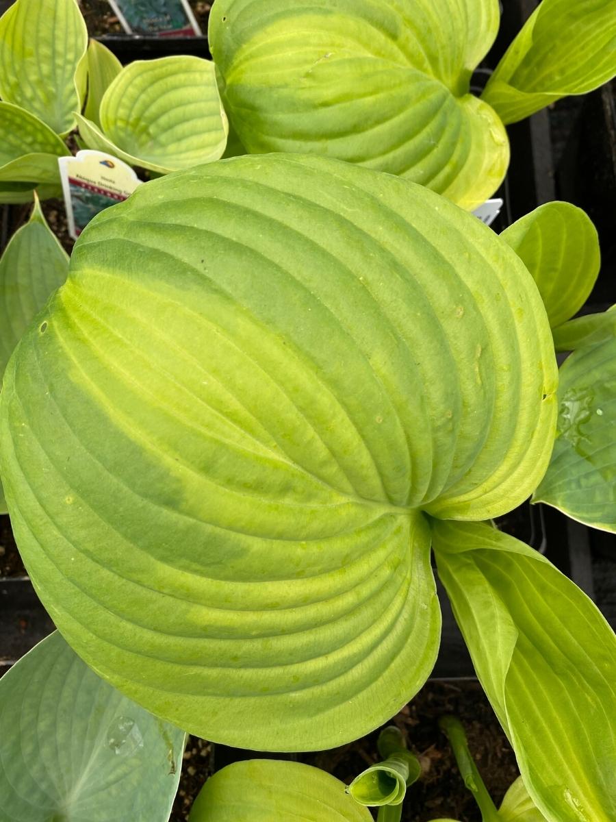 Hosta 'Cathedral Windows' 1G