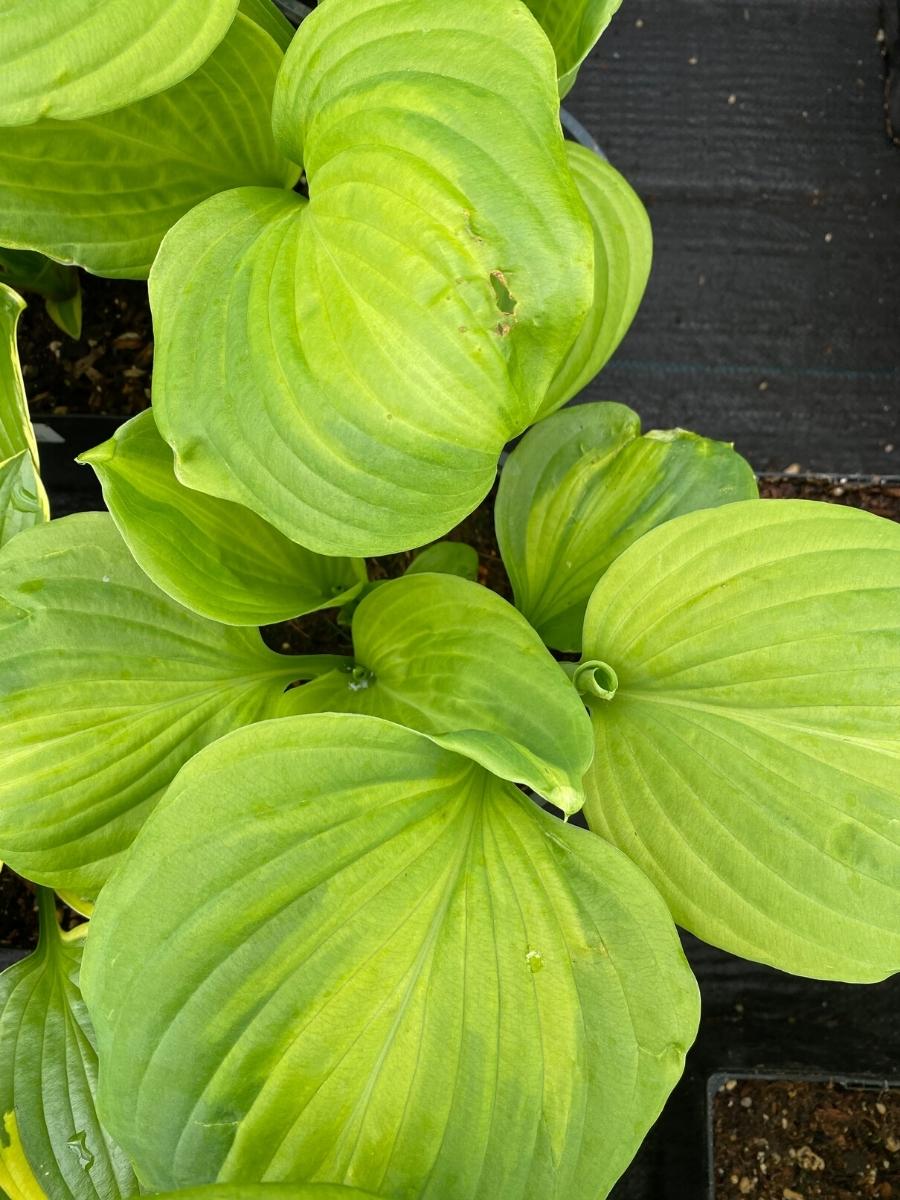 Hosta 'Enchiladas' 1G