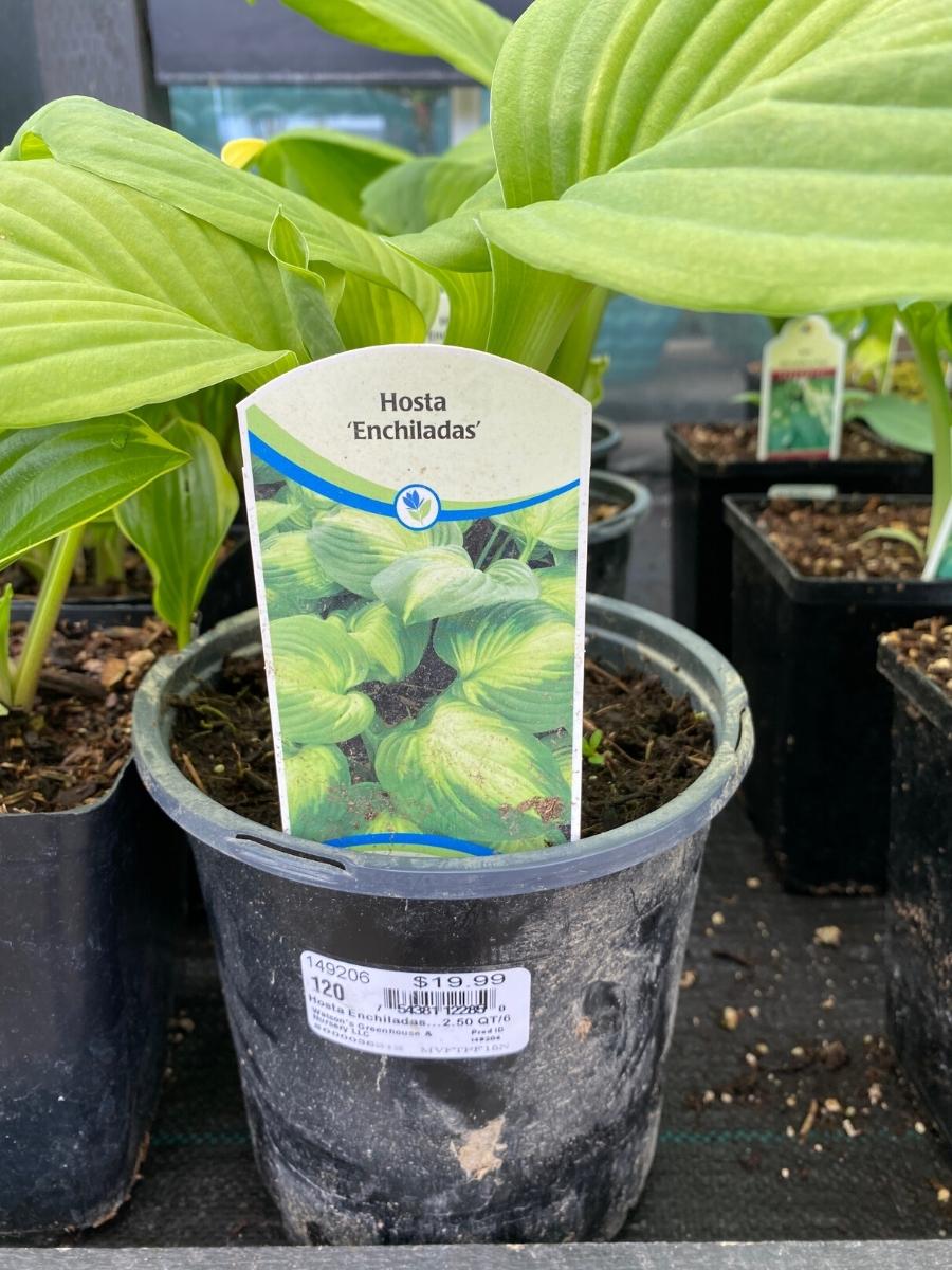 Hosta 'Enchiladas' 1G