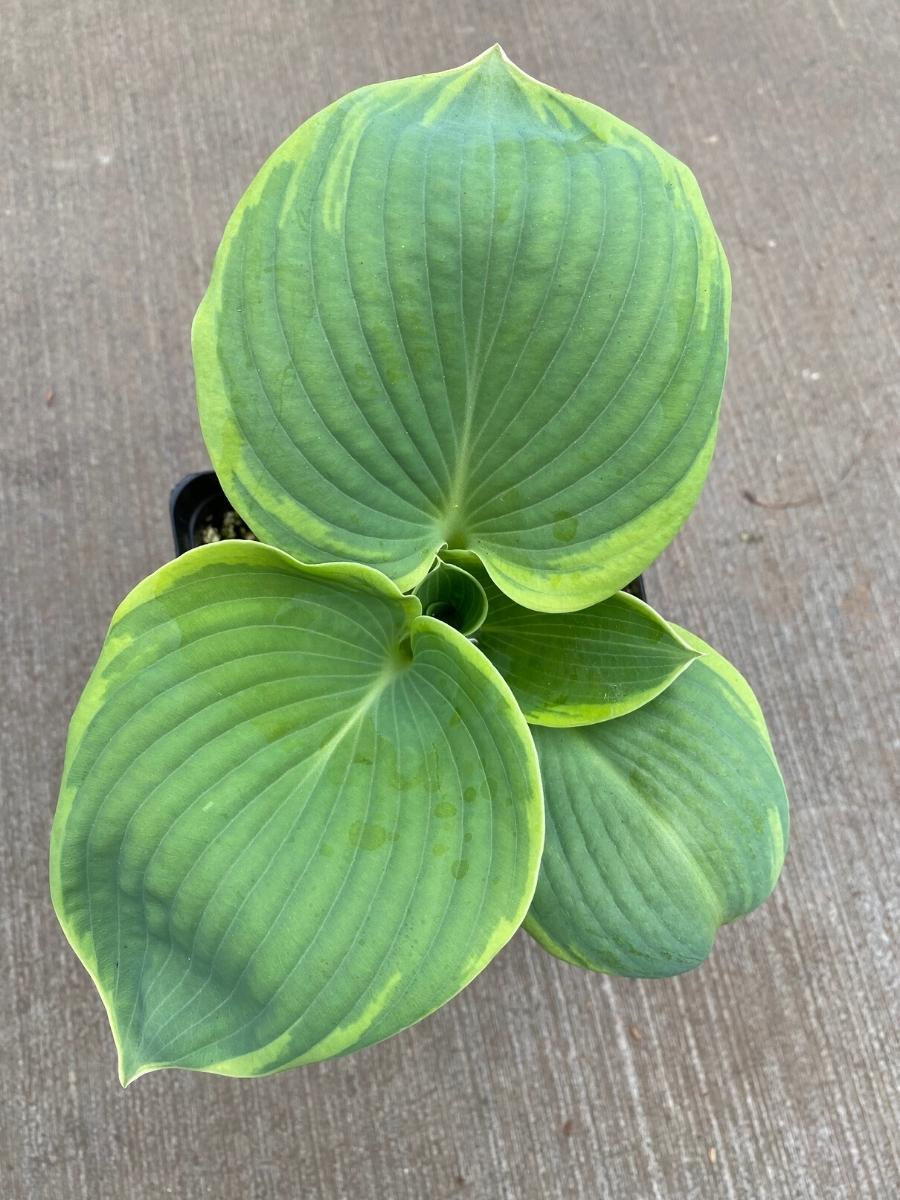 Hosta 'Olive Bailey Langdon' 1G