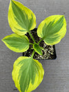 Hosta 'Golden Tiara' 1G