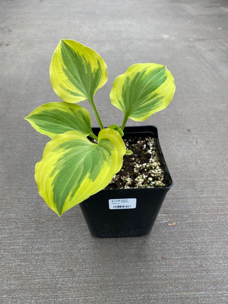 Watson's Greenhouse 