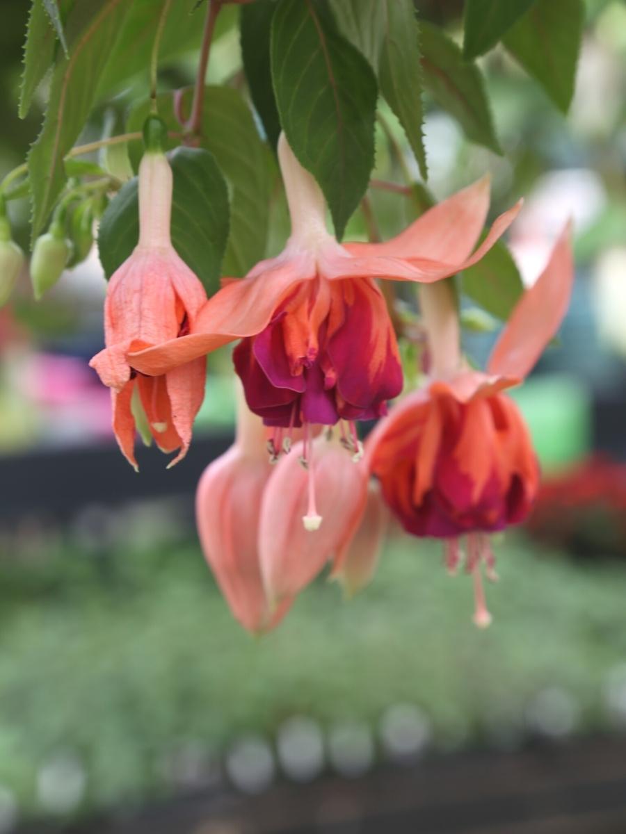 Watson's Greenhouse 