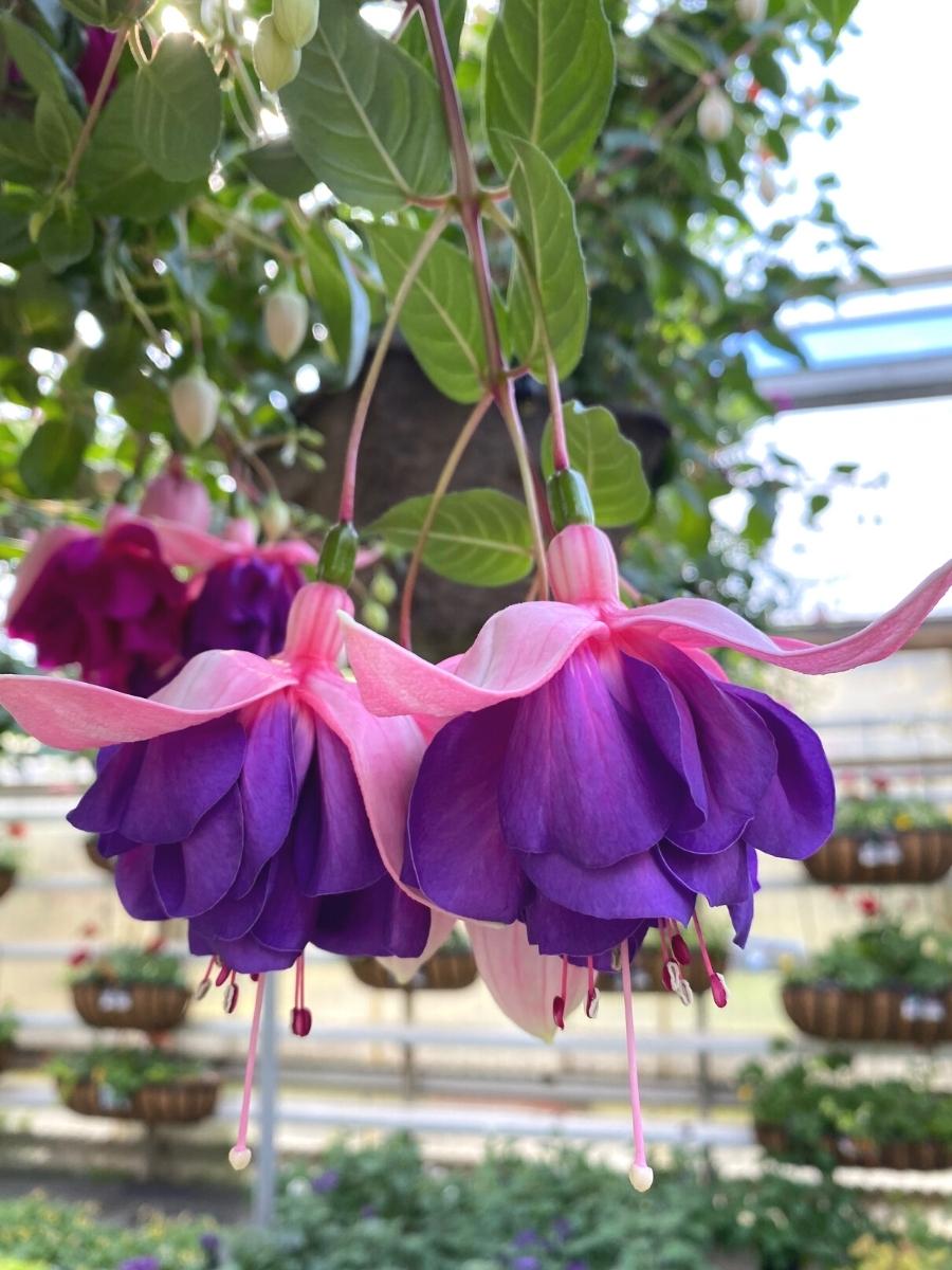 Fuchsia Basket | Bonanza