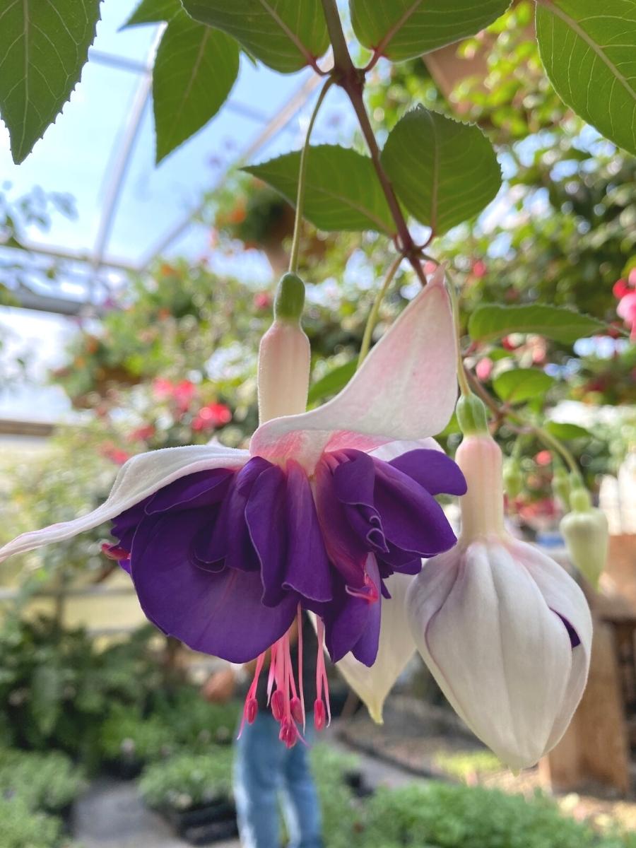 Watson's Greenhouse 