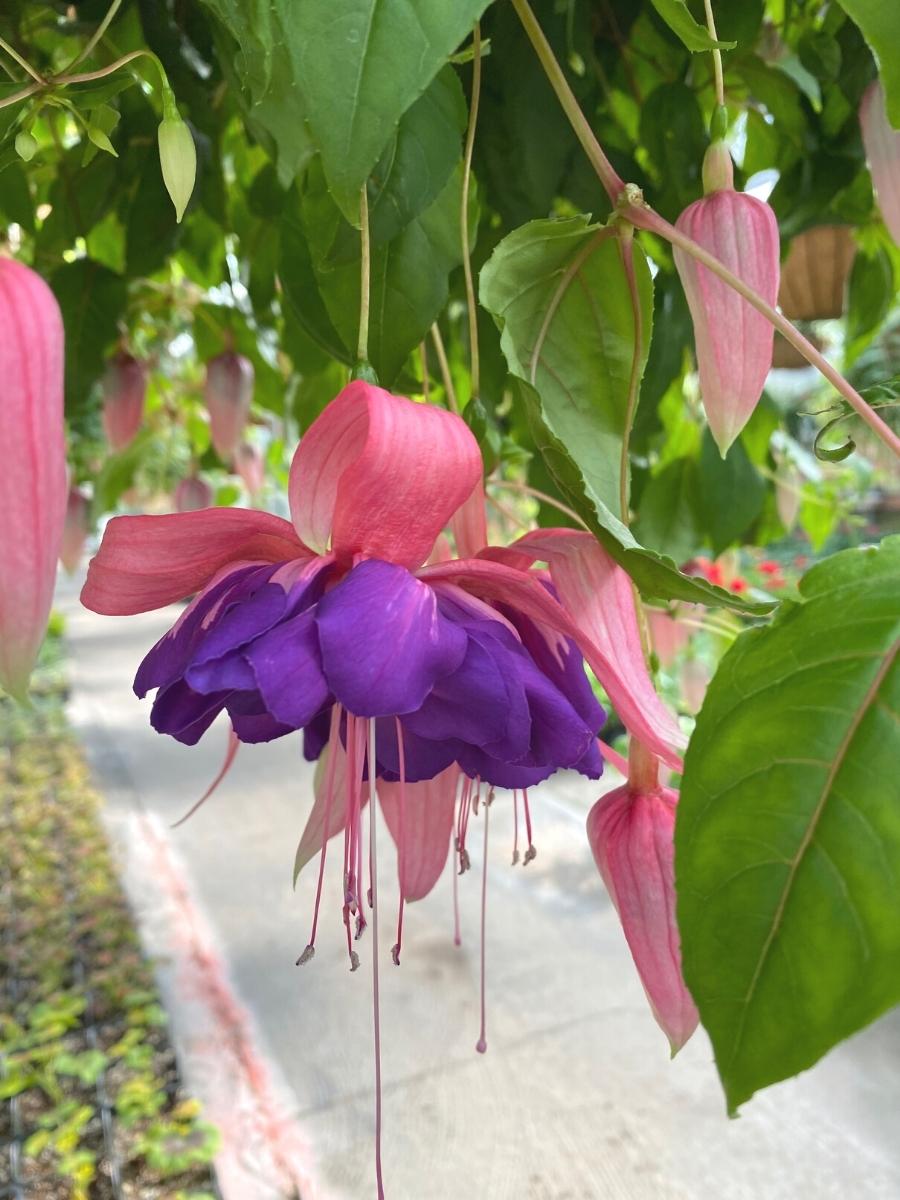 Fuchsia Basket | Taffeta Bow