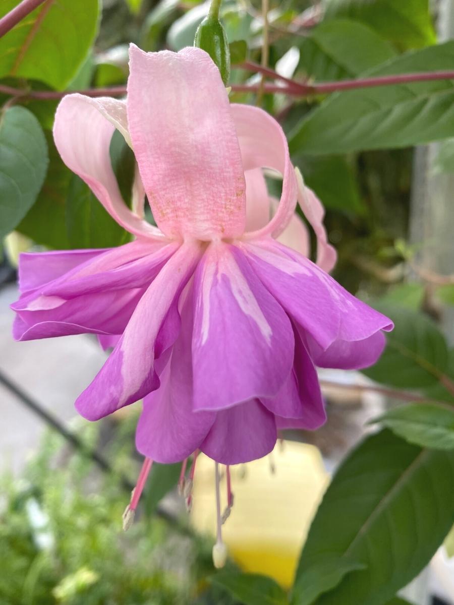 Watson's Greenhouse 