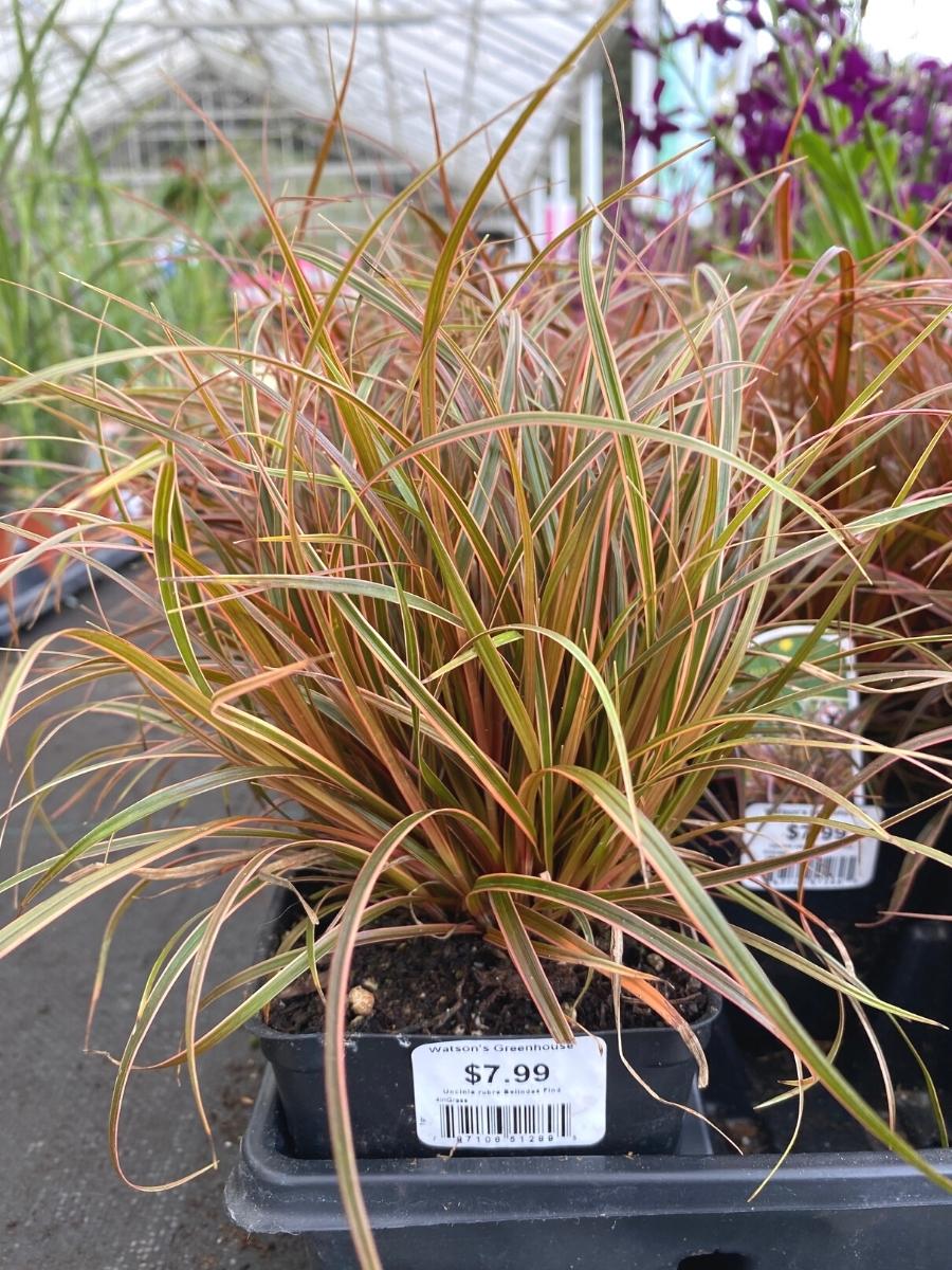 Red Hook Sedge 'Belinda's Find'