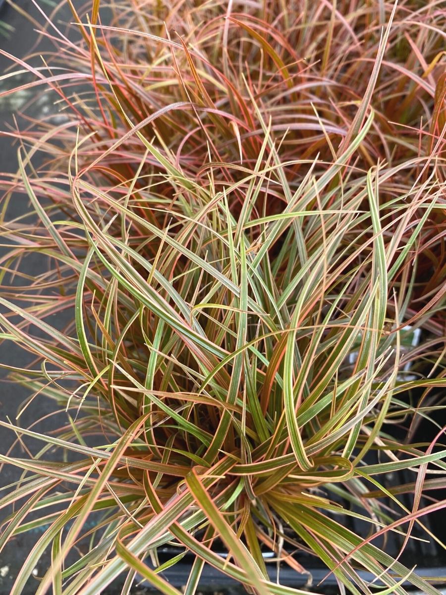 Red Hook Sedge 'Belinda's Find'