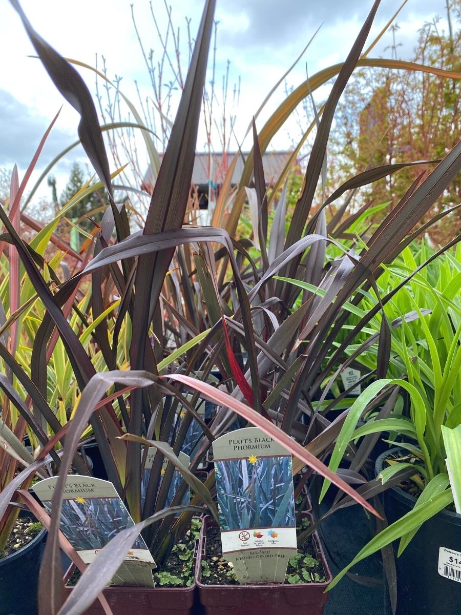 Watson's Greenhouse 