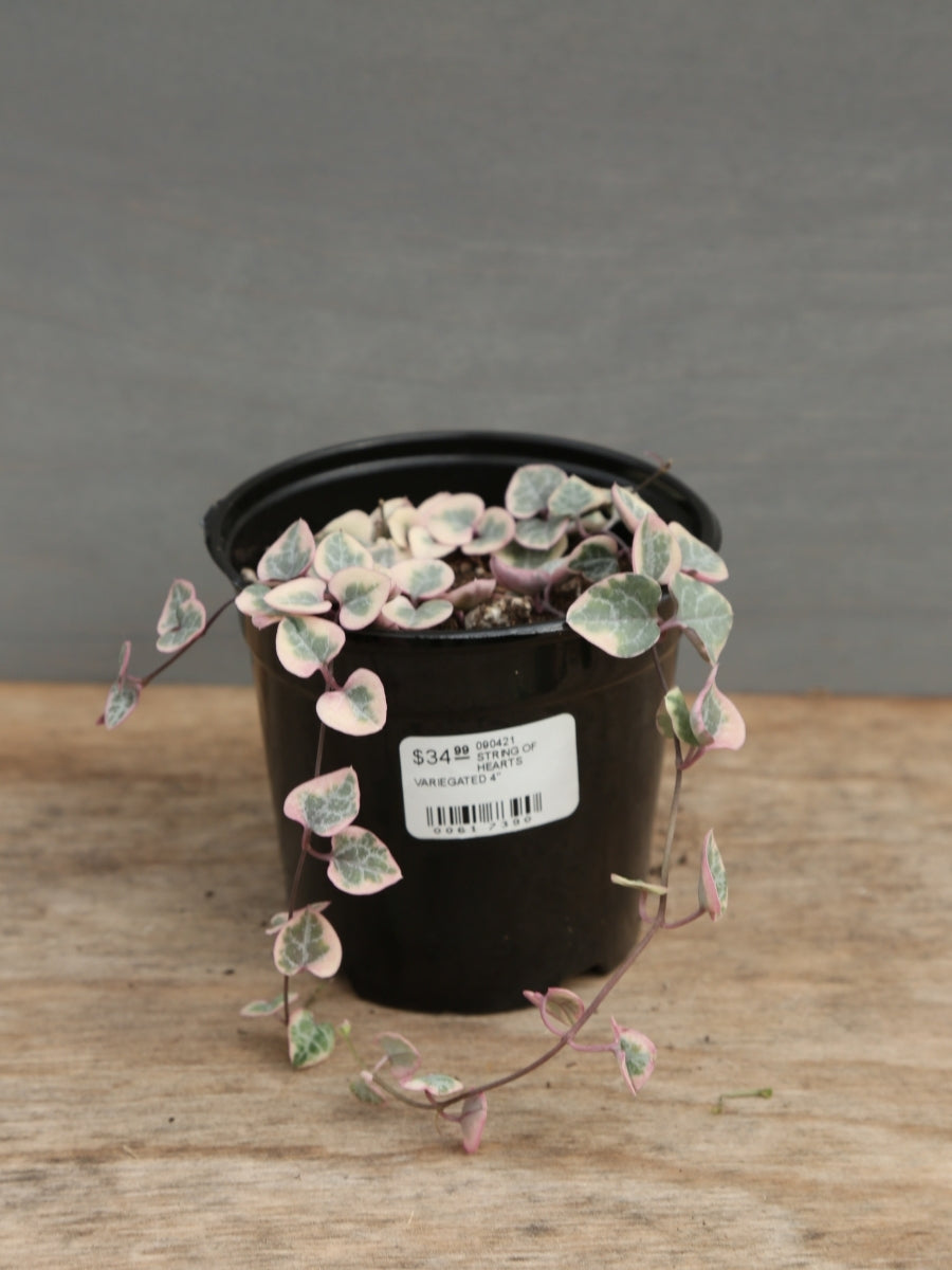 Variegated String of Hearts 4"