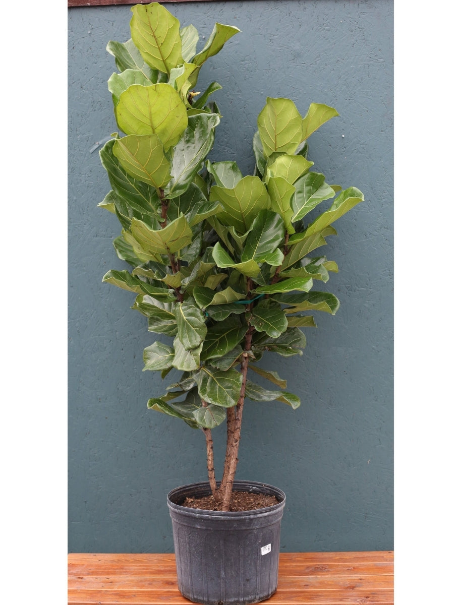 Ficus Lyrata ‘Fiddle Leaf Fig’ Bush 14”