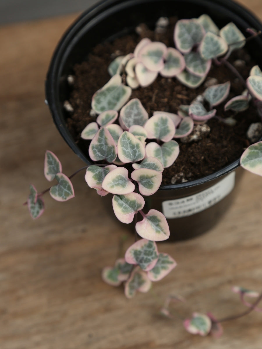 Variegated String of Hearts 4"