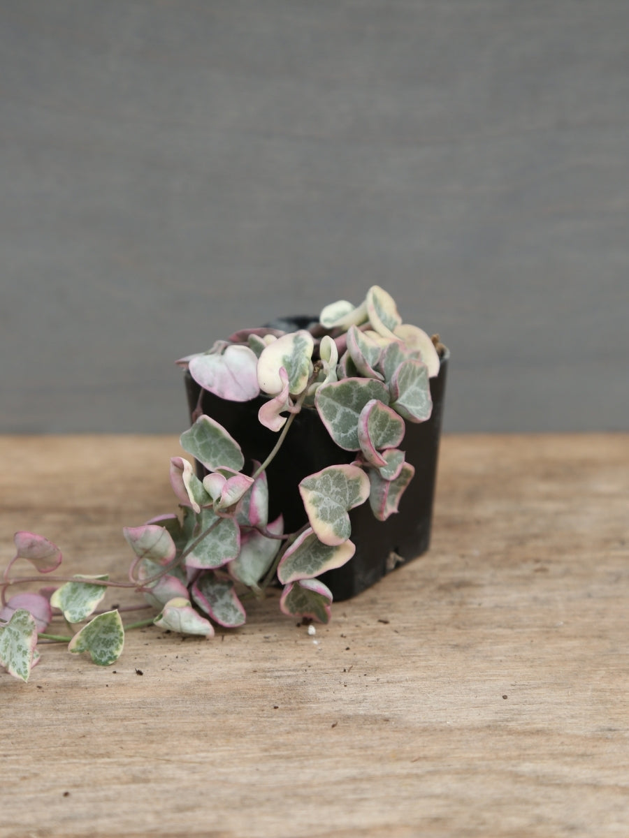 Variegated String of Hearts 4"