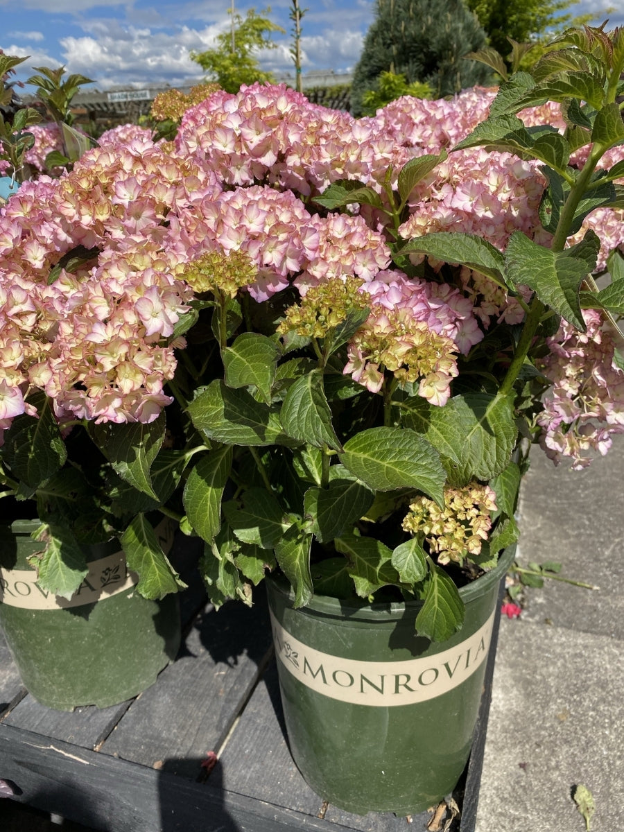 Watson's Greenhouse 