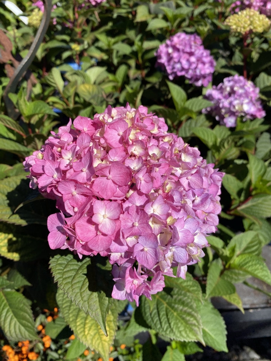 Watson's Greenhouse 