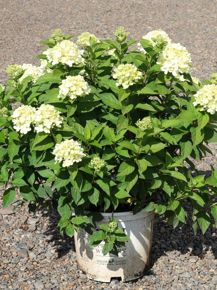 Hydrangea Panicle | Limelight