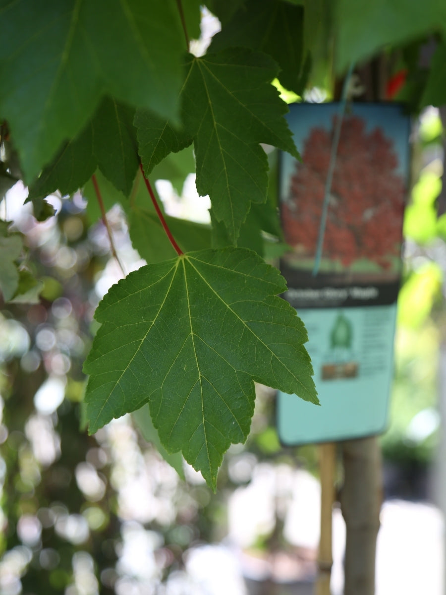 Acer rubrum 'October Glory' Maple 7G
