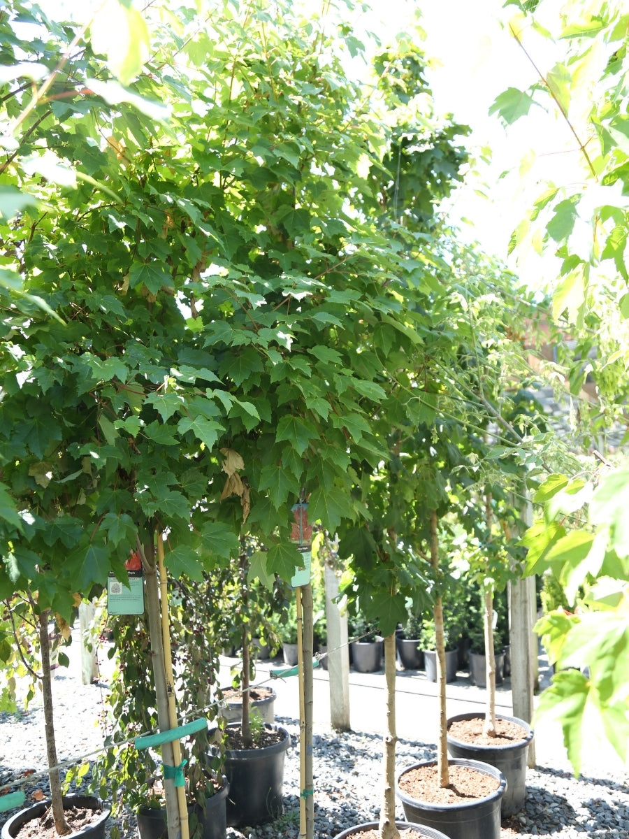 Acer rubrum 'October Glory' Maple 7G