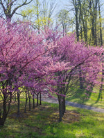 Cercis Canadensis 'Forest Pansy' | Redbud Tree