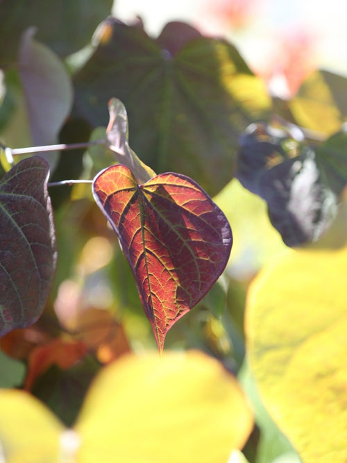 Cercis Canadensis 'Forest Pansy' | Redbud Tree