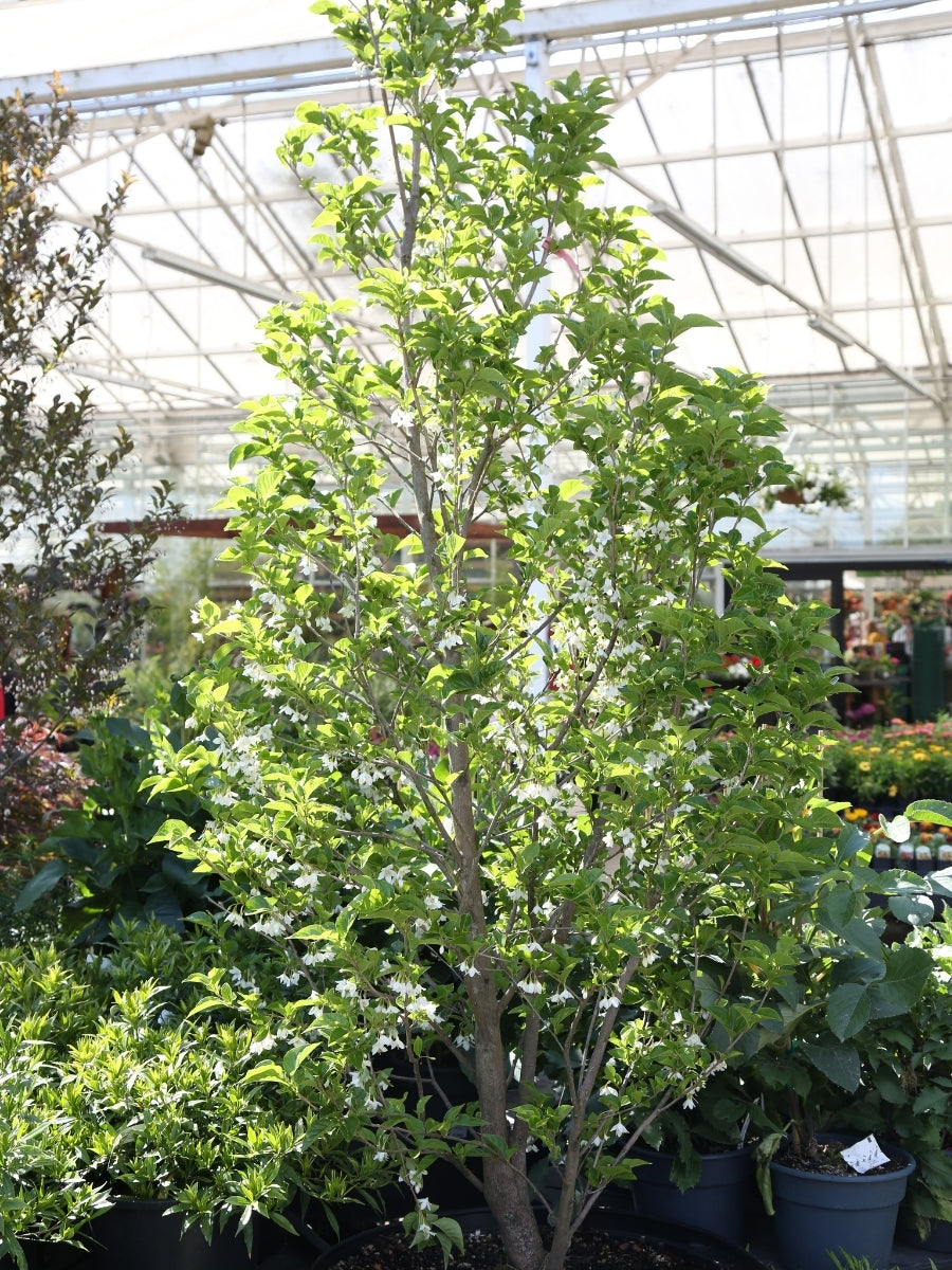 Styrax Japanese Snowbell 'Snowcone' 10G