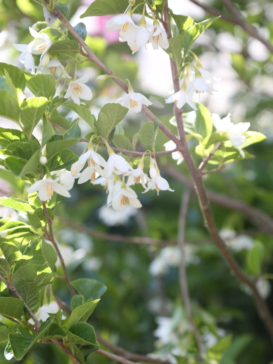 Styrax Japanese Snowbell 'Snowcone' 10G