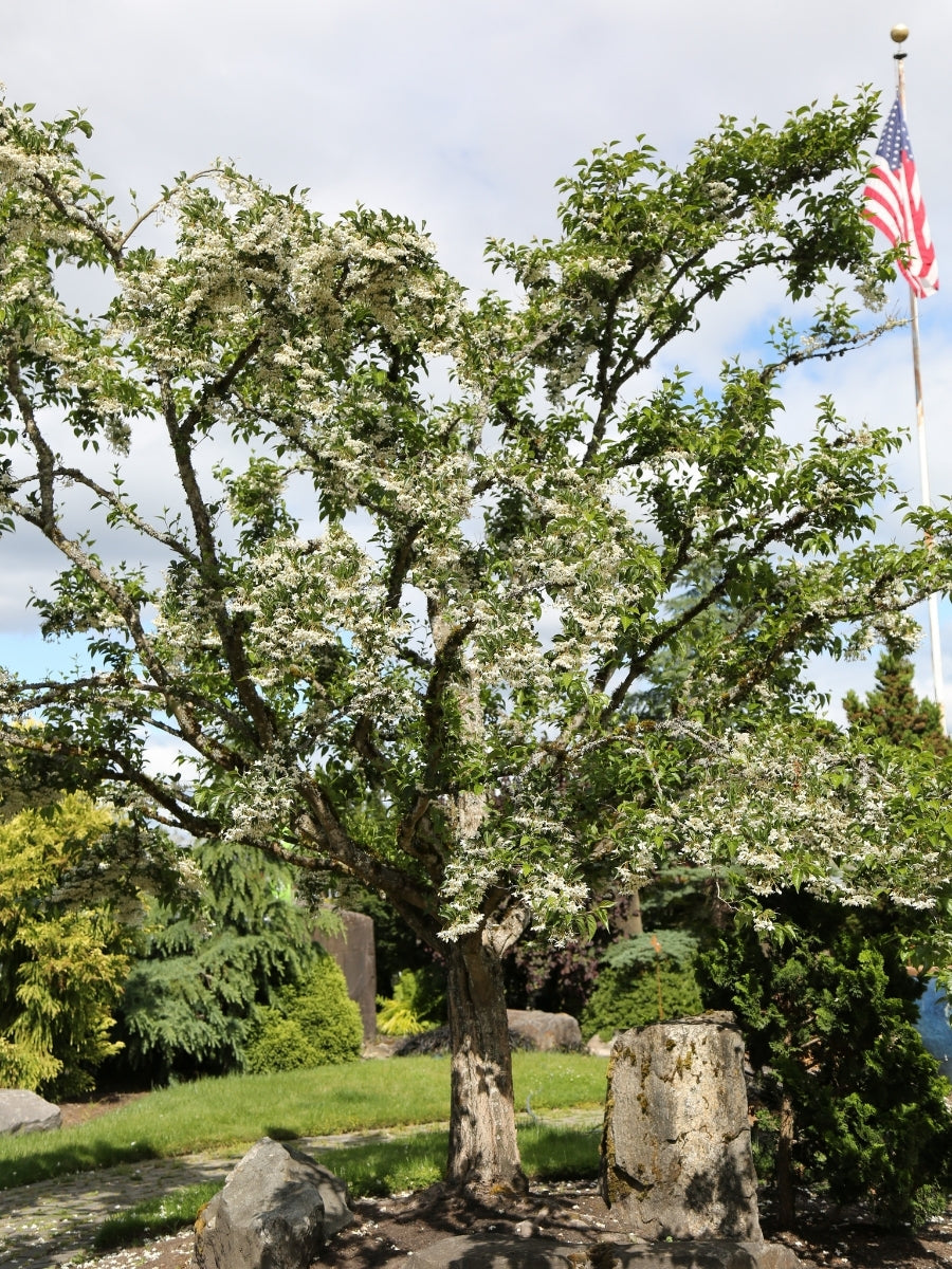 Styrax Japanese Snowbell 'Snowcone' 10G