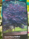 Cercis Canadensis 'Forest Pansy' | Redbud Tree