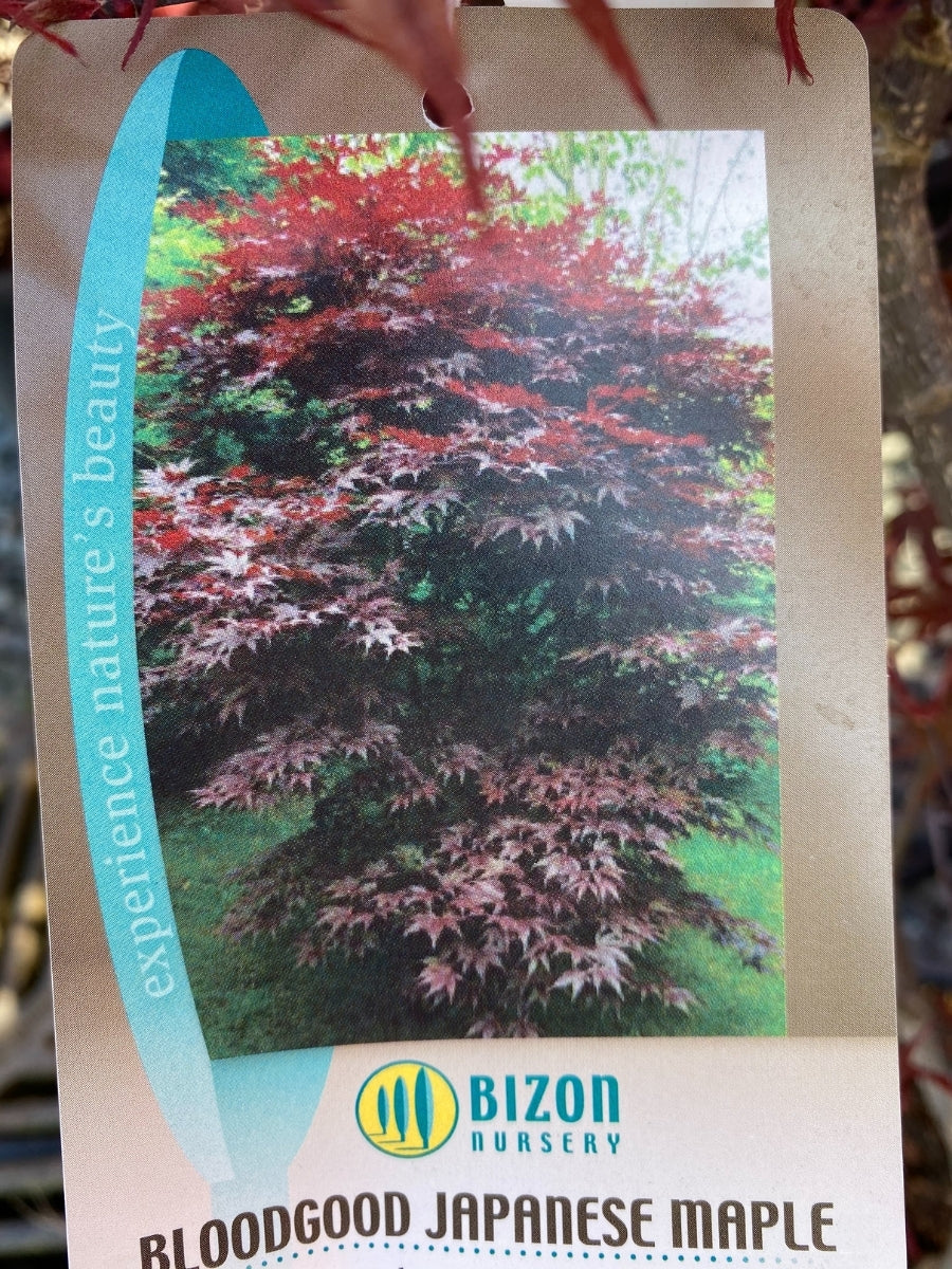 Acer 'Bloodgood' Japanese Maple