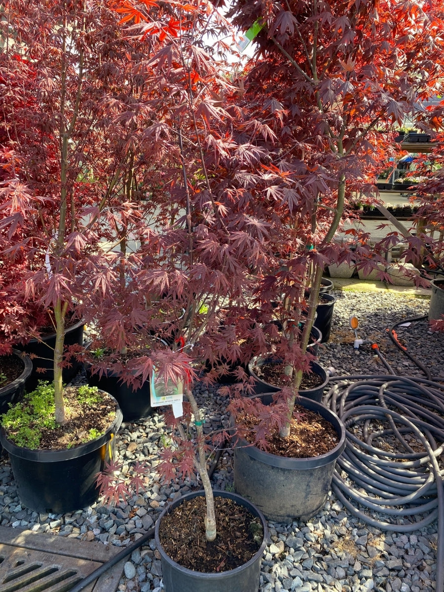 Acer 'Bloodgood' Japanese Maple