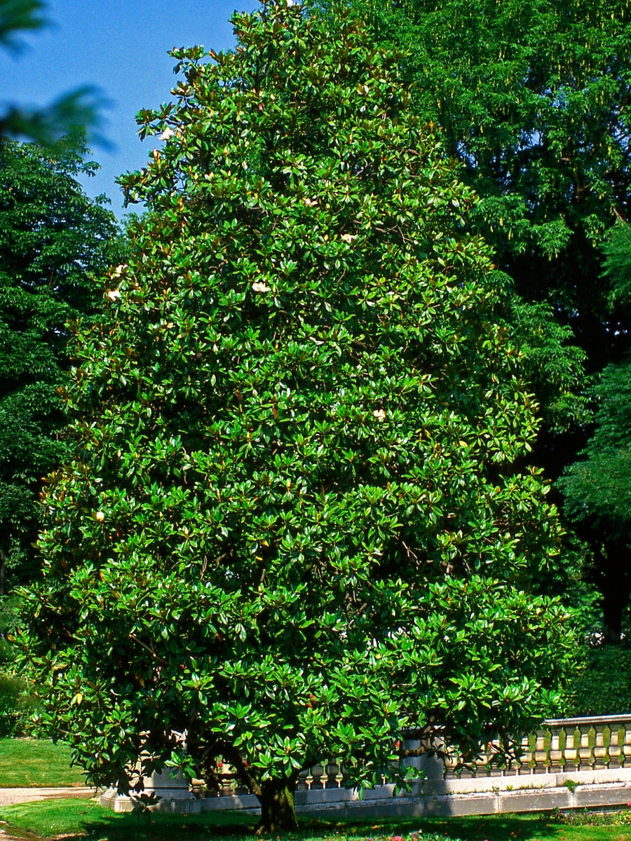 Magnolia Southern 'Teddy Bear' 7G