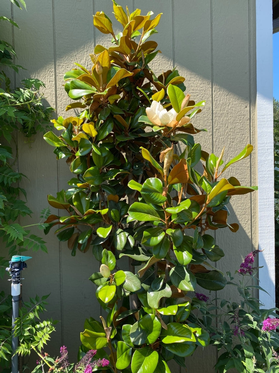 Magnolia Southern 'Teddy Bear' 7G