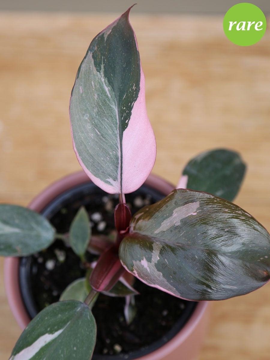 Philodendron 'Pink Princess'