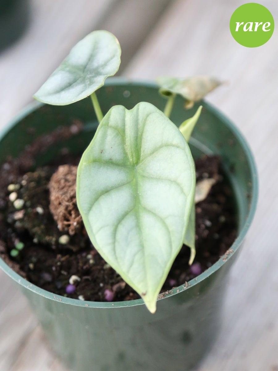 Alocasia 'Silver Dragon' 4"