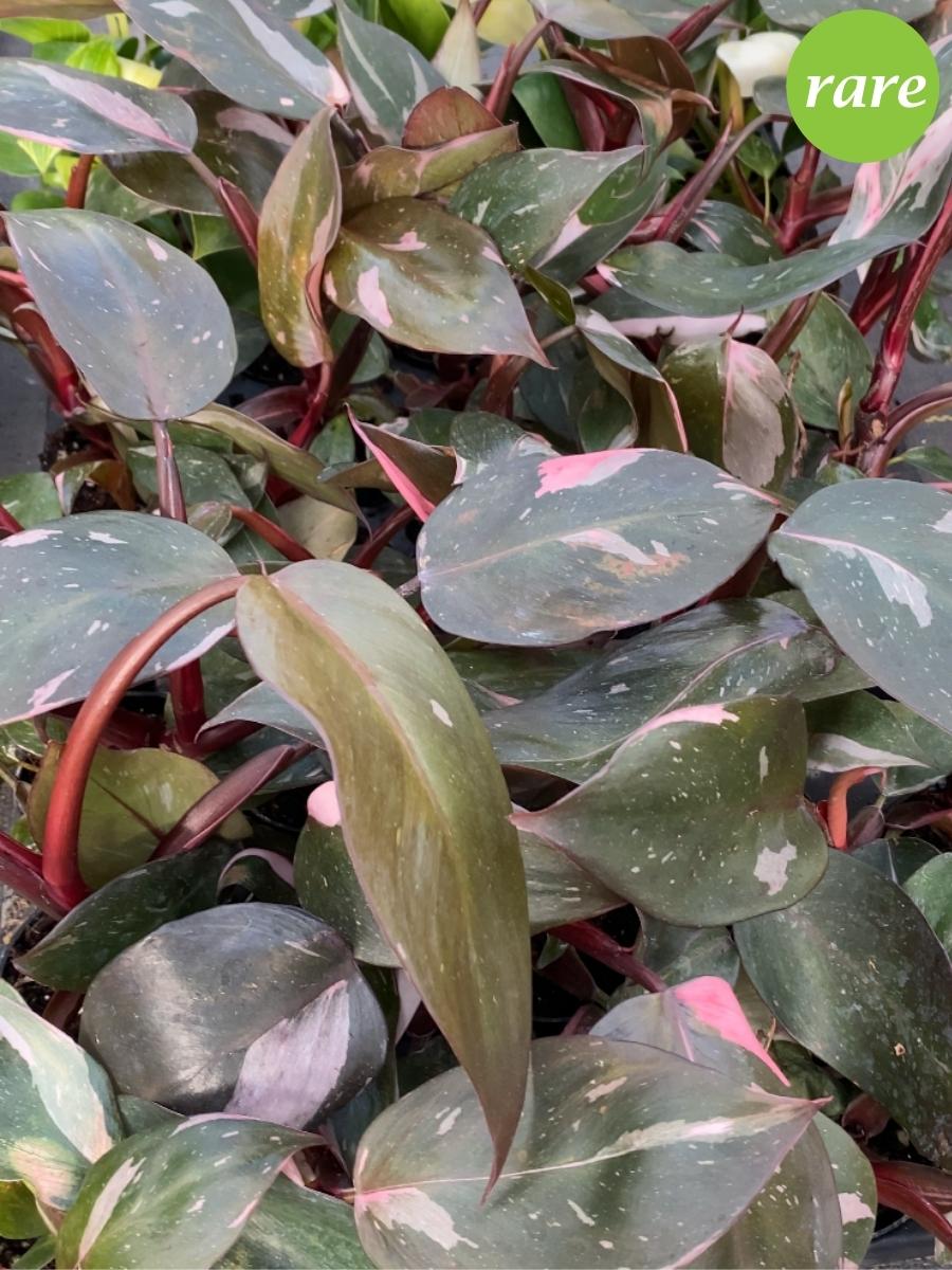 Philodendron 'Pink Princess'