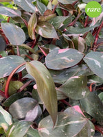 Philodendron 'Pink Princess' 4"