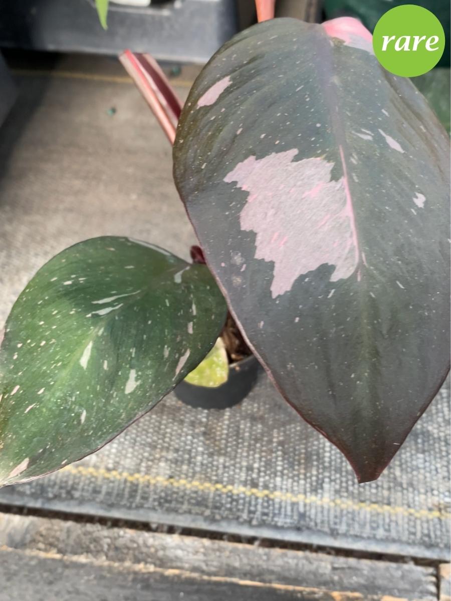 Philodendron 'Pink Princess'