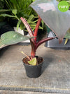Philodendron 'Pink Princess' 4"
