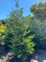 Leyland Cypress