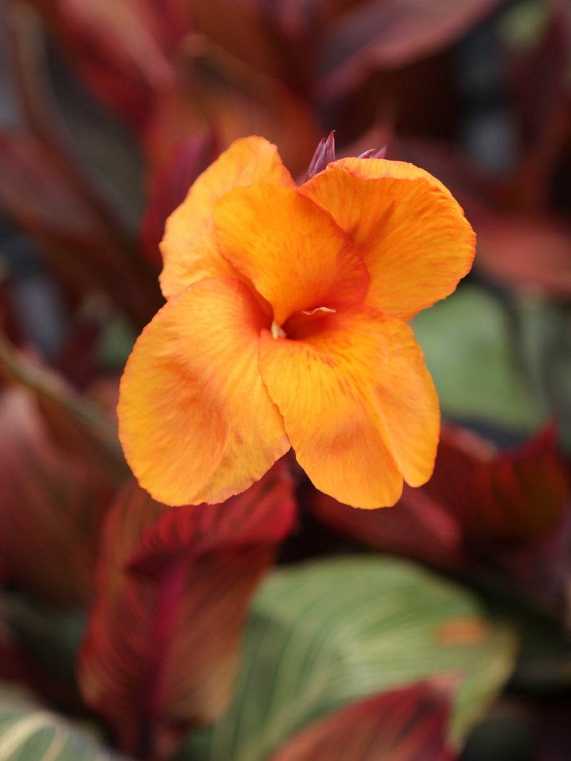 Canna Tropicanna® 3G