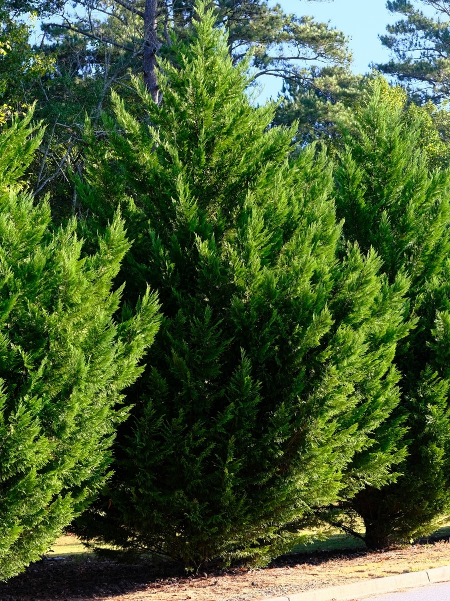 Leyland Cypress